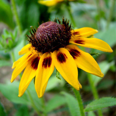 Rudbeckia Hirta Seeds-Mini Gold
