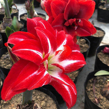 Hippeastrum Seeds-Pasadena