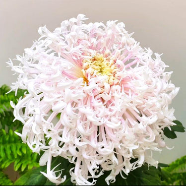 Chrysanthemum Seeds-Cloud-Hidden Jade Dragon