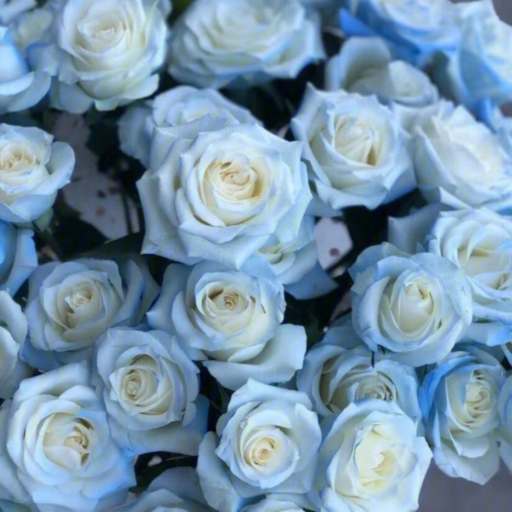 galaxy flower seeds Rare Rose – Starry Galaxy Seeds