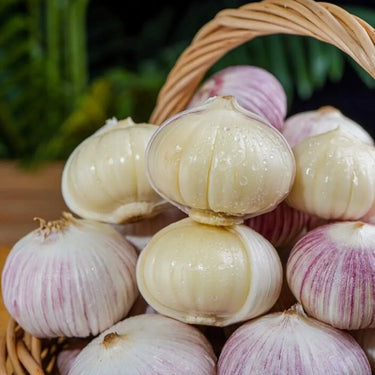 Single Clove Garlic Seeds