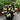 Butterfly Begonia-Three Colors - Black Yellow White