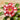 Carnation Seeds – Lace Skirt