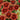 Chrysanthemum Seeds-Fanfare Blaze