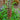 Graines de digitale rouille Digitalis ferruginea