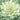 Ornamental Kale Seeds-Coral White