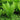 Ostrich Fern