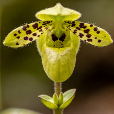 Paphiopedilum Seeds-Little Frog