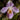 Semillas de Paphiopedilum - Purpuratum