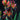 Seltene Iris-Samen – Amber Glow
