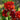 Rare Iris Seeds-Crimson Crest