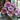 Rose-Shaped Begonia Seeds