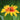 Rudbeckia-hirta-Samen – Queen
