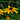 Rudbeckia-hirta-Samen – Sahara