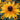 Rudbeckia Hirta Seeds-Starlight
