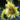Sonnenblumenkerne – Lemon Green