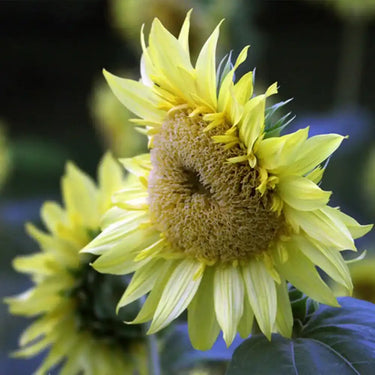Sunflower Seeds-Lemon Green