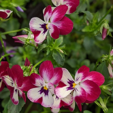 Mix Pansy Seeds