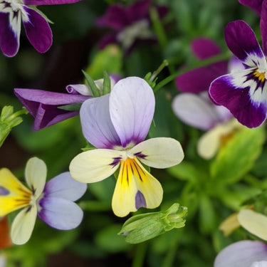Mix Pansy Seeds
