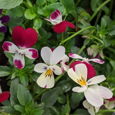 Mix Pansy Seeds