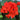 Geranium Seeds – Burgundy