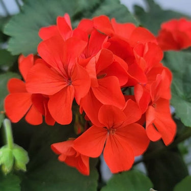 Geranium Seeds – Burgundy