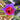 Geissorhiza radians