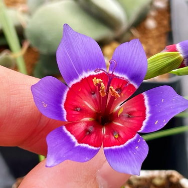 Geissorhiza radians