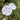 Morning Glory-Purple Starlight