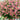 Sweet Sultry Hibiscus Collection-Magenta Chiffon