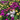 Purple Coneflowers&Black Eyed Susan Mix