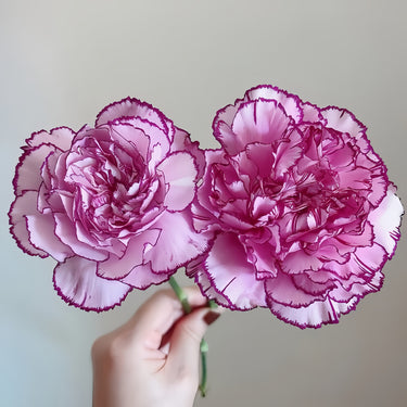 Purple Fairy Carnation