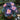Painted Begonia Seeds-Purple Vein