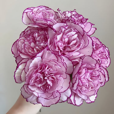 Purple Fairy Carnation