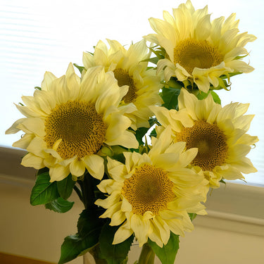 Cream Sunflower Seeds