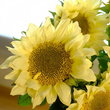 Cream Sunflower Seeds