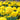 Marigold Seeds – Mary Helen