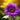 Sunflower Seeds-Blue to Purple Ombre