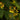 Orchid-Oncidium Sphacelatum
