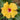 Hibiscus Seeds-Yellow Cotton Rose