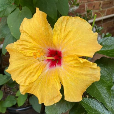 Hibiscus Seeds-Yellow Cotton Rose