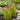Japanese Blood Grass Seeds - ornamental grass reference image