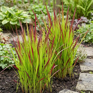 Japanese Blood Grass Seeds - ornamental grass reference image