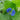 Benghal Dayflower