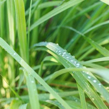 Lemongrass Herb