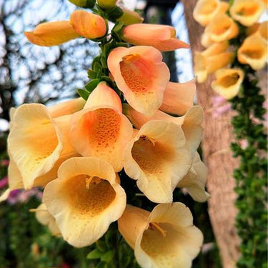 Foxglove Seeds Dalmatian Peach Foxglove