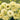 Lisianthus Seeds-Mariachi Yellow