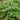Corsican mint ground cover with tiny lilac flowers