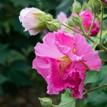 Hibiscus Seeds-Double-petal Pink Cotton Rose