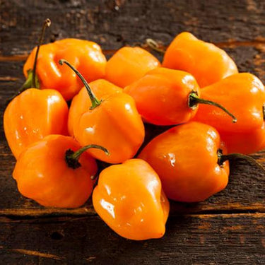 Orange Habanero Pepper